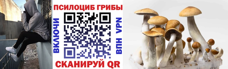 Псилоцибиновые грибы Psilocybine cubensis  Грязи 